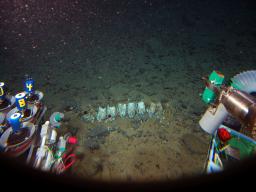 深海底のクジラ骨に新種生物 ブラジル沖の水深4千メートル