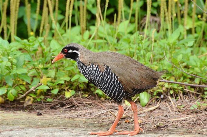 国立公園に 世界遺産登録へ前進 県が同意 /沖縄