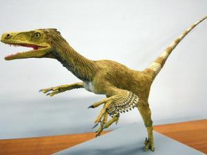 新種羽毛恐竜は極めて特異な個体