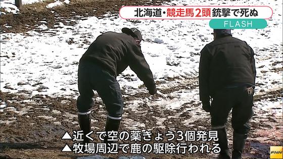 競走馬2頭、撃たれ死ぬ 北海道の牧場