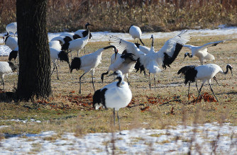 過去最高の１３２０羽を確認