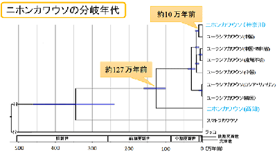 絶滅ニホンカワウソは固有種 - 遺伝子解析で判明