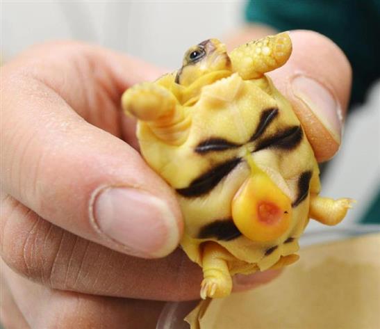 絶滅危惧リクガメ繁殖成功 横浜・野毛山動物園で初