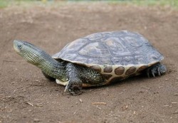 外来のカメ、先手で規制 - 日本固有種との交雑防ぐ