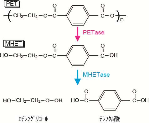 ペットボトルを水と二酸化炭素に分解する細菌