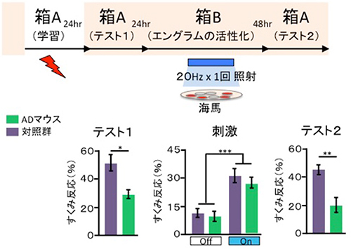 アルツハイマーで忘れた記憶取り戻す 理研、マウスで成功