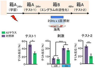 アルツハイマー病患者は記憶を失うのではなく思い出せないだけ? - 理研