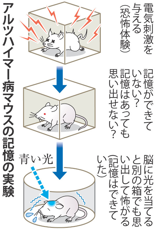 記憶回復も 利根川氏ら研究チーム、マウス実験成功