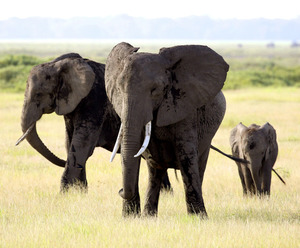 ヤフオク使い象牙を違法売買か 保護団体が６業者名公表