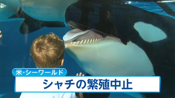 シャチのショー廃止へ 米国の海洋テーマパーク 商業利用、動物愛護団体などから批判