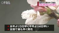 全国で最も早く桜が開花(福岡県)