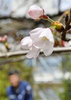 桜開花、名古屋が福岡に続いた 平年より７日早く 「ここ数日気温高く」