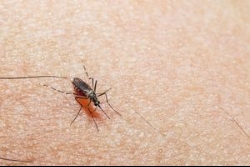 中国で黄熱病患者が立て続け 北京に続いて上海でも確認