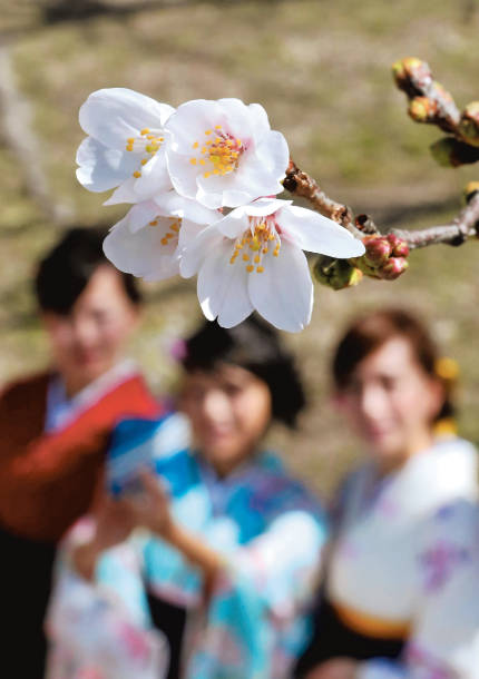 ＜ソメイヨシノ＞名古屋市でも開花 平年より７日早く