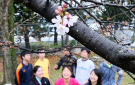 福岡・名古屋でサクラ開花