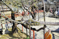 春呼ぶ桜 開花いつ 2016年03月20日