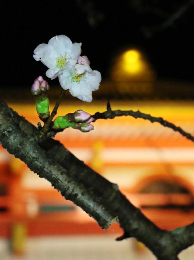 ＜桜＞和歌山で開花…近畿トップ、平年より４日早く