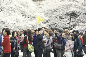 なぜ中国人は日本で花見をしてみたいのか？