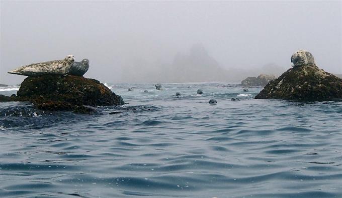 アザラシ100頭捕獲へ 襟裳岬、漁業被害抑止に