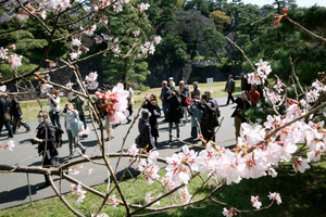 春ほころぶ  皇居・乾通り一般公開、期間は３１日まで