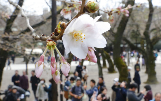 今年はお花見どこでする？ 桜商戦はや「満開」