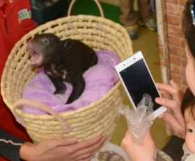 阿蘇熊牧場の再建支援へ大阪のホテル会社が出資・経営権