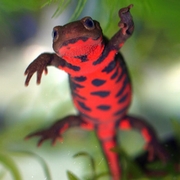 訪日外国人増加策で民泊関連株が買い人気化、アパマンはＳ高気配