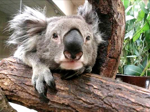 国内最高齢のコアラ、天国へ 19歳11カ月 大阪