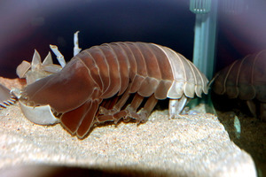 前半分脱皮しないまま…ダイオウグソクムシ死ぬ 2016年04月01日 20時46分