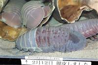 脱皮のグソクムシ死ぬ 国内初確認後、鳥羽水族館