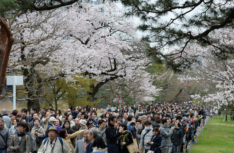 皇居・乾通り:桜が見ごろ…3日まで公開