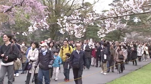 各地でお花見 皇居の桜満開
