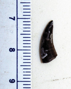 肉食恐竜の歯化石、ギザギザなく「珍しい」 岩手で出土