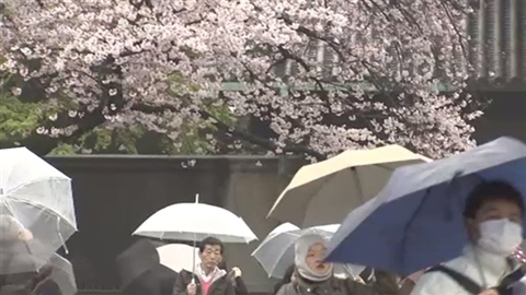 皇居・乾通り 50万人が桜楽しむ