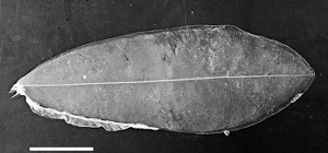 巨大幼生はオキアナゴ…発見半世紀で謎が判明 2016年04月03日 10時57分