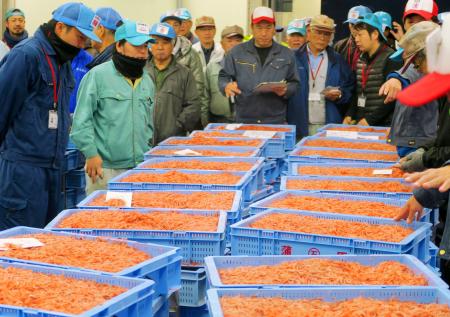 静岡でサクラエビ初競り 由比漁港、水揚げ前年の10倍以上