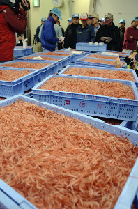 駿河湾のサクラエビ春漁解禁…水揚げ前年の９倍