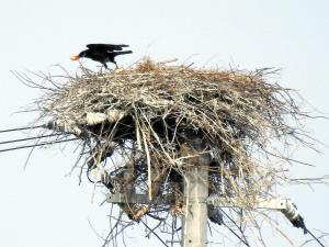 コウノトリ卵？カラスが盗んだ…徳島・鳴門 2016年04月06日 09時18分
