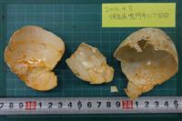 【鳴門・コウノトリ】カラス持ち去りの卵は無精卵、コウノトリ繁殖は失敗…再び産卵も？