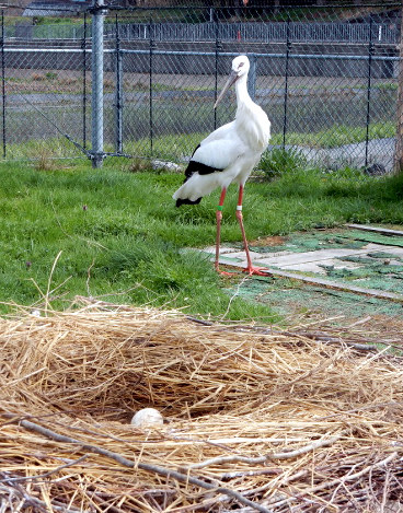 今年こそヒナを 福井・越前で今季初の産卵