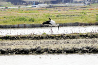 ＜コウノトリ繁殖失敗＞次の産卵に期待 2016年04月07日