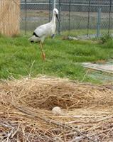 越前市のコウノトリ 今年も産卵 ふっくんとさっちゃん夫婦