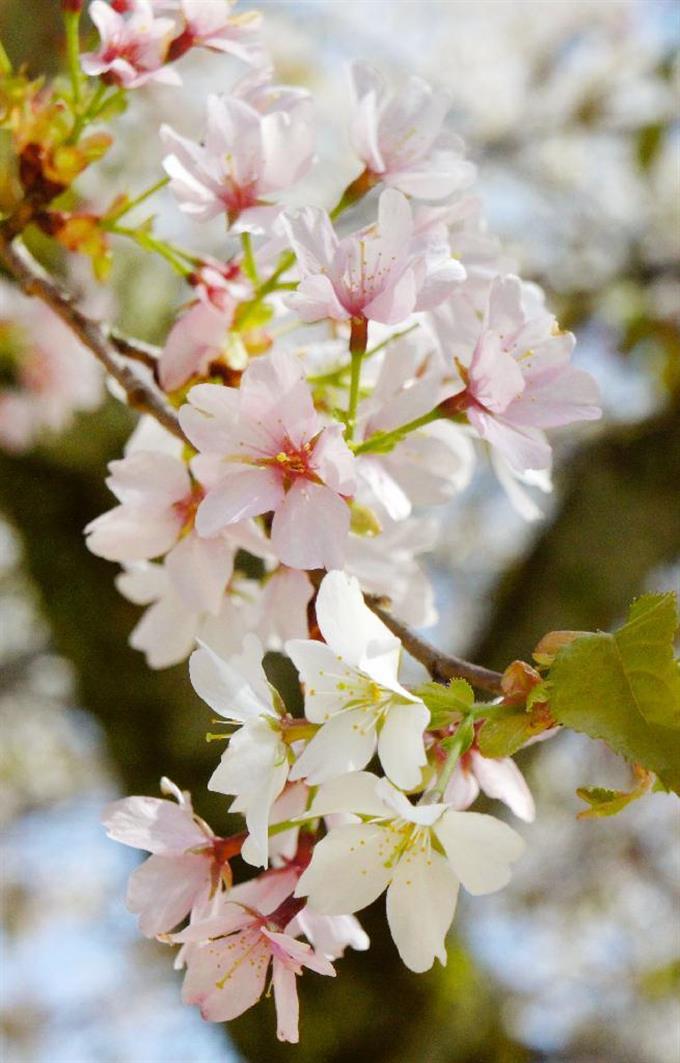 社務所前に新品種の桜、「北野桜」と命名