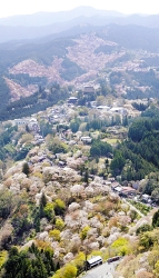 一目千本、淡いピンク色に染まる奈良・吉野山