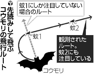 コウモリ飛行、次の獲物も先読み…同志社大など 2016年04月14日 07時22分