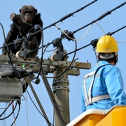 チンパンジー、動物園から逃走 麻酔銃で撃たれ捕獲 仙台