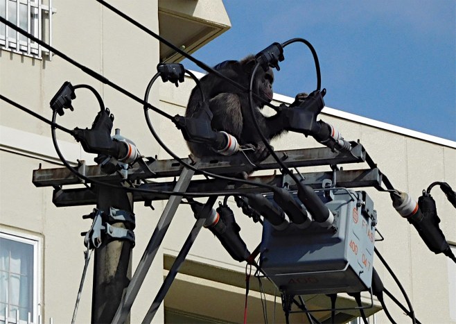 チンパンジー逃走 “大捕物”に現場騒然 近隣住民「再発防止対策を」 宮城