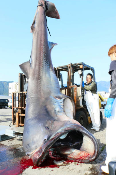 定置網に「メガマウス」