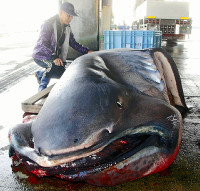 ど迫力 メガマウス 尾鷲で水揚げ 2016年04月16日