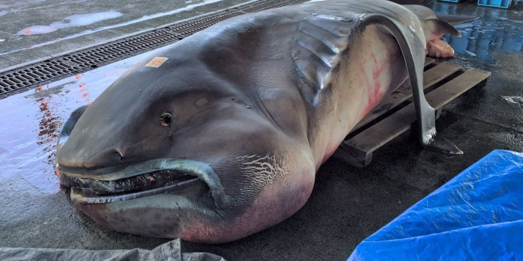 グロい?かわいい?幻の「メガマウス」巨大深海魚が水揚げされる